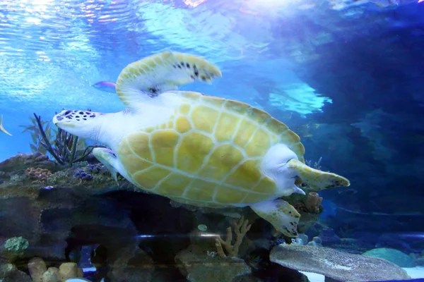 Grüne Meeresschildkröte schwimmt — Stockfoto