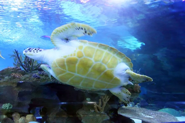 Groene zeeschildpad zwemmen — Stockfoto