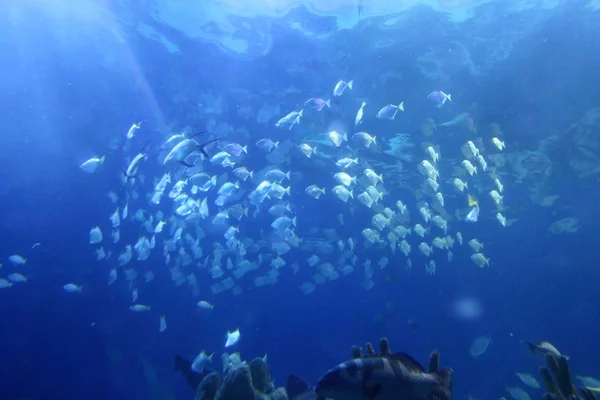 Grand aquarium intérieur avec sélection de différents animaux marins — Photo