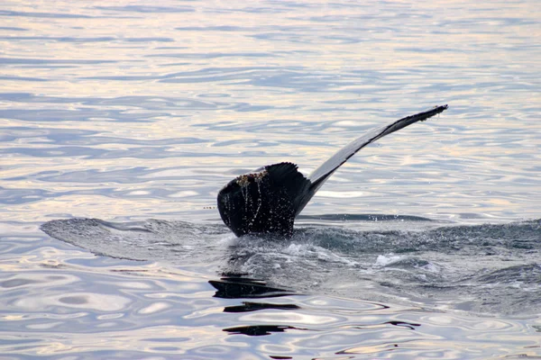 Płetwa ogonowa wieloryba szarego w Atlantyku — Zdjęcie stockowe