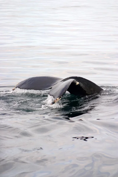 Tail fin of a gray whale in Atlantic — Stock Photo, Image