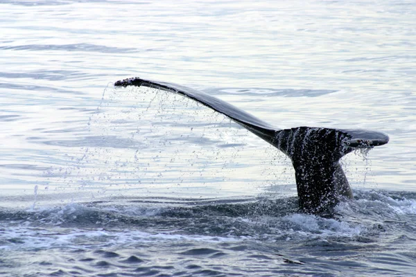Staartvin van een grijze walvis in de Atlantische Oceaan — Stockfoto