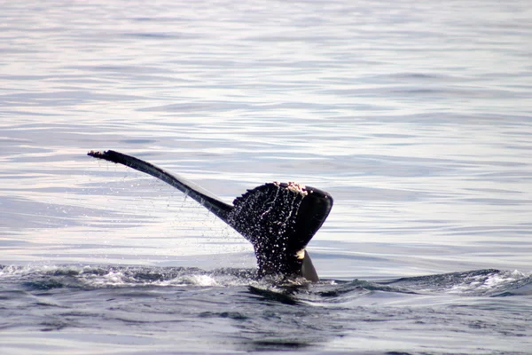 Aleta de cola de ballena gris en el Atlántico — Foto de Stock