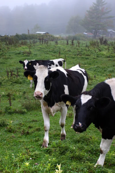 Imagen de vaca lechera en Vermont, Estados Unidos —  Fotos de Stock