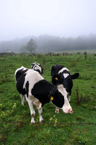 Imagen de vaca lechera en Vermont, Estados Unidos —  Fotos de Stock