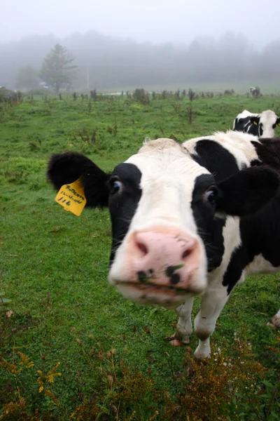 Imagen de vaca lechera en Vermont, Estados Unidos —  Fotos de Stock