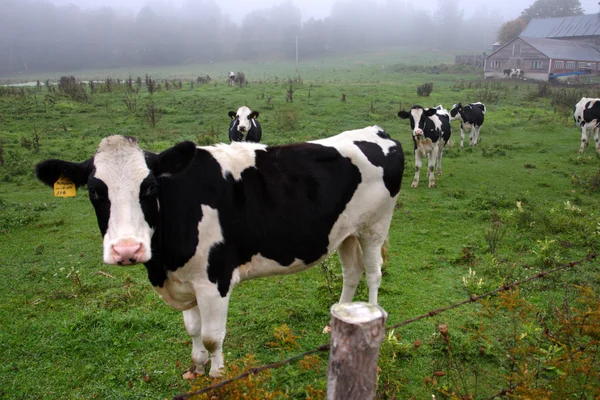 Imagem stock de vaca leiteira em Vermont, EUA — Fotografia de Stock