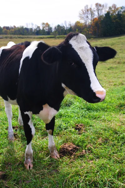 Burzovní obraz milkingcow na Vermont, Usa — Stock fotografie