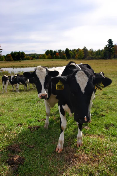 Imagem stock de vacas leiteiras em Vermont, EUA — Fotografia de Stock