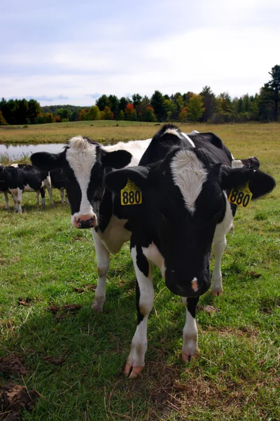 Imagem stock de vacas leiteiras em Vermont, EUA — Fotografia de Stock