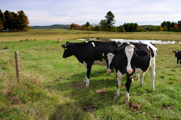 Imagem stock de vacas leiteiras em Vermont, EUA — Fotografia de Stock