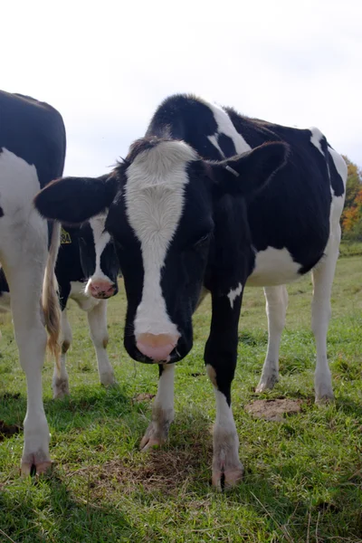 Imagem stock de vacas leiteiras em Vermont, EUA — Fotografia de Stock