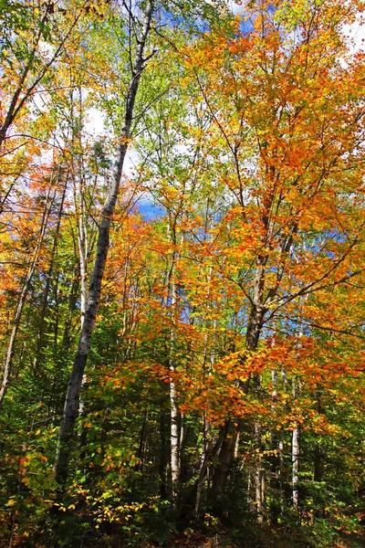 Na podzim listy na Vermont, Usa — Stock fotografie