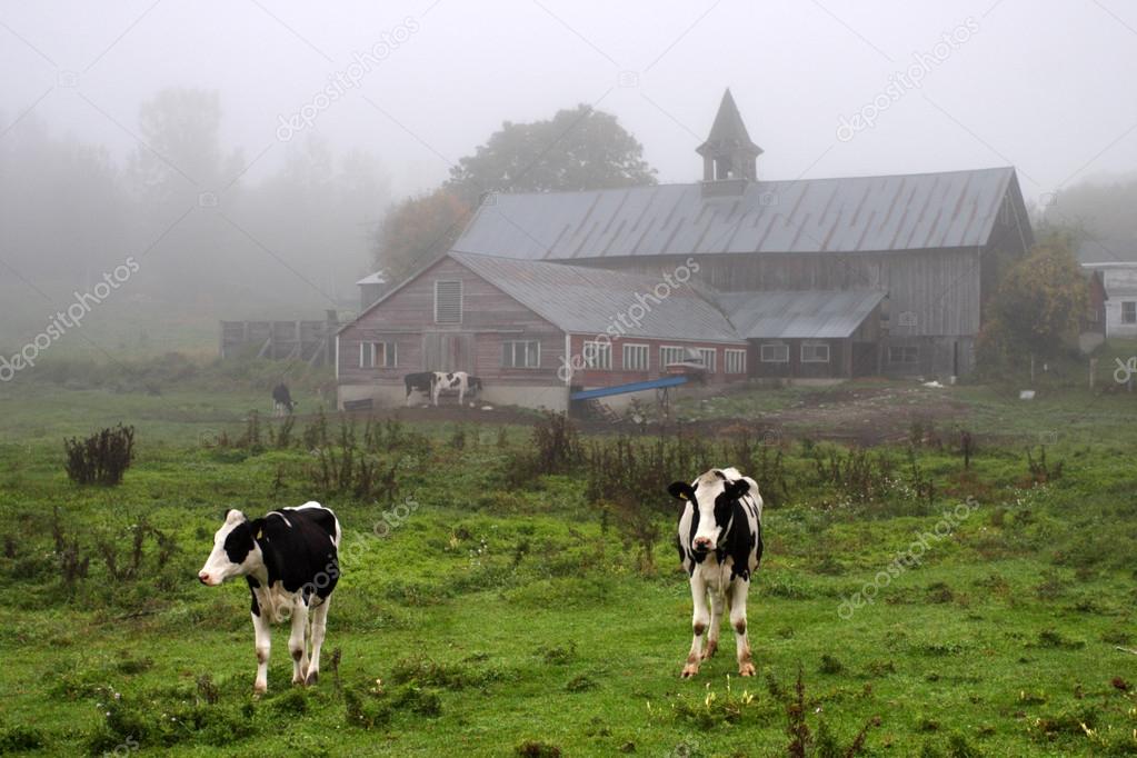 Stock image of milk cow in Vermont, USA