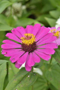 yakın çekim çiçek