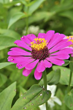 yakın çekim çiçek