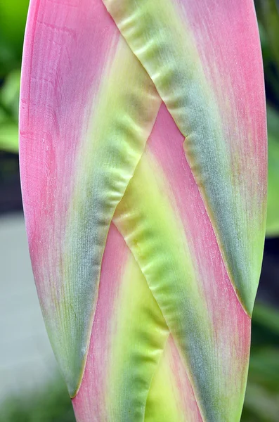 Close-up květina — Stock fotografie
