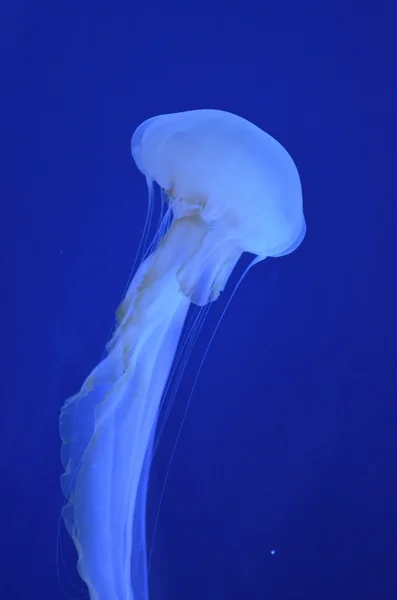 Изображение группы медуз — стоковое фото
