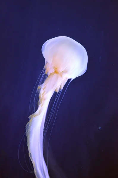Immagine stock di un gruppo di meduse — Foto Stock