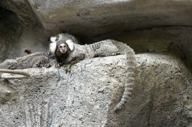 Siyah Tufted kulaklı Marmoset