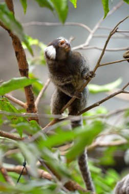 Siyah Tufted kulaklı Marmoset