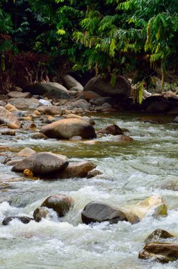 Malezya bir tropikal orman şelale