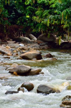 Malezya bir tropikal orman şelale