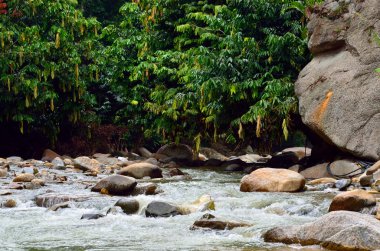Malezya bir tropikal orman şelale