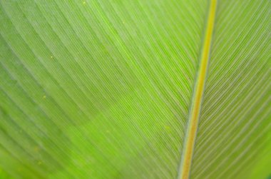 Bir yaprak closeup stok görüntü