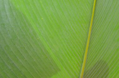 Bir yaprak closeup stok görüntü