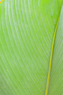 Bir yaprak closeup stok görüntü