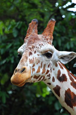 Bir zürafa stok görüntü