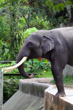 Filin stok görüntü