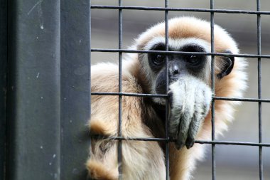 Bir maymunun stok görüntü