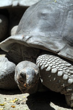 Dev kaplumbağa stok görüntü