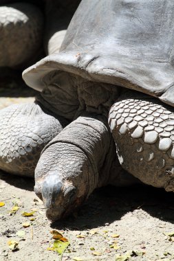 Dev kaplumbağa stok görüntü