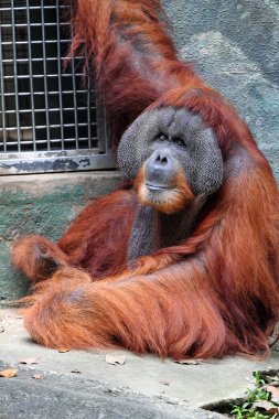 Bir orangutanın stok görüntü