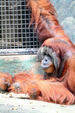 Bir orangutanın stok görüntü
