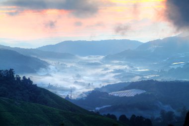 Cameron Highland, Malezya