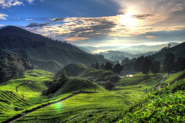Cameron Highland, Malezya