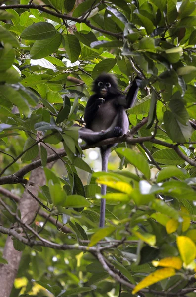 Mono en un árbol — Foto de Stock