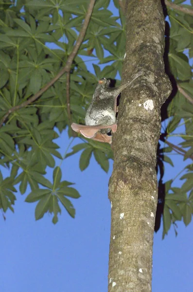 Ein Sundafliegender Lemur (galeopterus variegatus) klammert sich in den Regenwäldern Südostasiens an einen Baum — Stockfoto