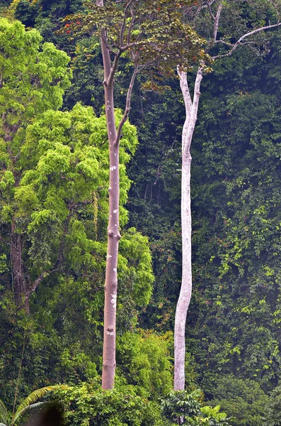 Insel Langkawi, Malaien — Stockfoto