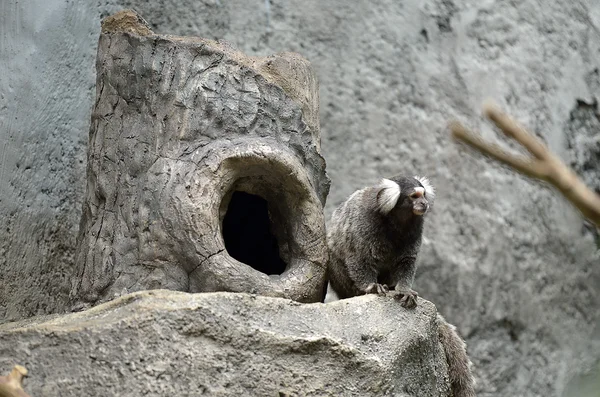 Το μαύρο φουντωτά-Eared Marmoset — Φωτογραφία Αρχείου