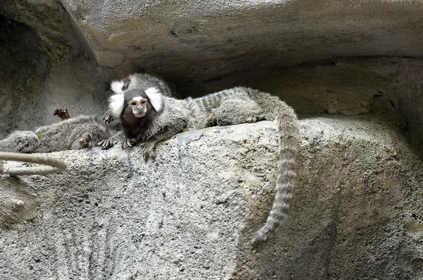 El Marmoset de orejas con copetudo negro — Foto de Stock