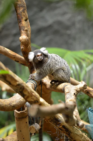 Чорний хохолком болотна Marmoset — стокове фото