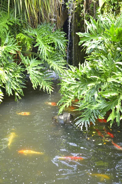 Peces koi en el estanque —  Fotos de Stock