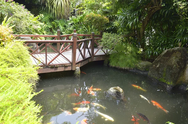 Koi-Fische im Teich — Stockfoto