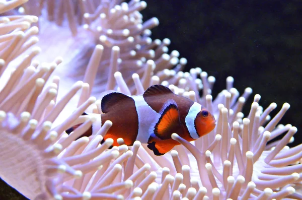 Clown vis of anemone vis — Stockfoto