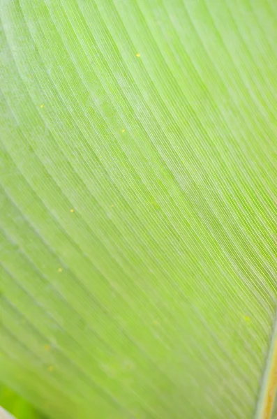 Bir yaprak closeup stok görüntü — Stok fotoğraf